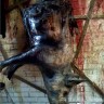Rotten Half Pig