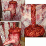 Half Slaughtered Pig