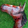 Bloody Horse Head