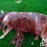 Pig Carcass