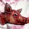 Pork Chop Pig Head