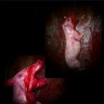 New 2012 Ultra Realistic Bloody Pig