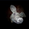 New 2012 Frozen Pig Head
