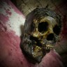 Jawed Corpse Skull